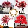 Japanese Red Maple Seeds (Acer palmatum)