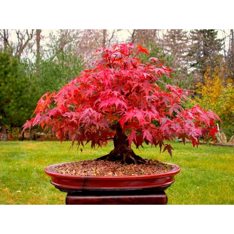 Graines de Érable palmé Bonsai