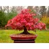 Graines de Érable palmé Bonsai