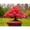 Price: €1.95 - Semi di Momiji Bonsai - 