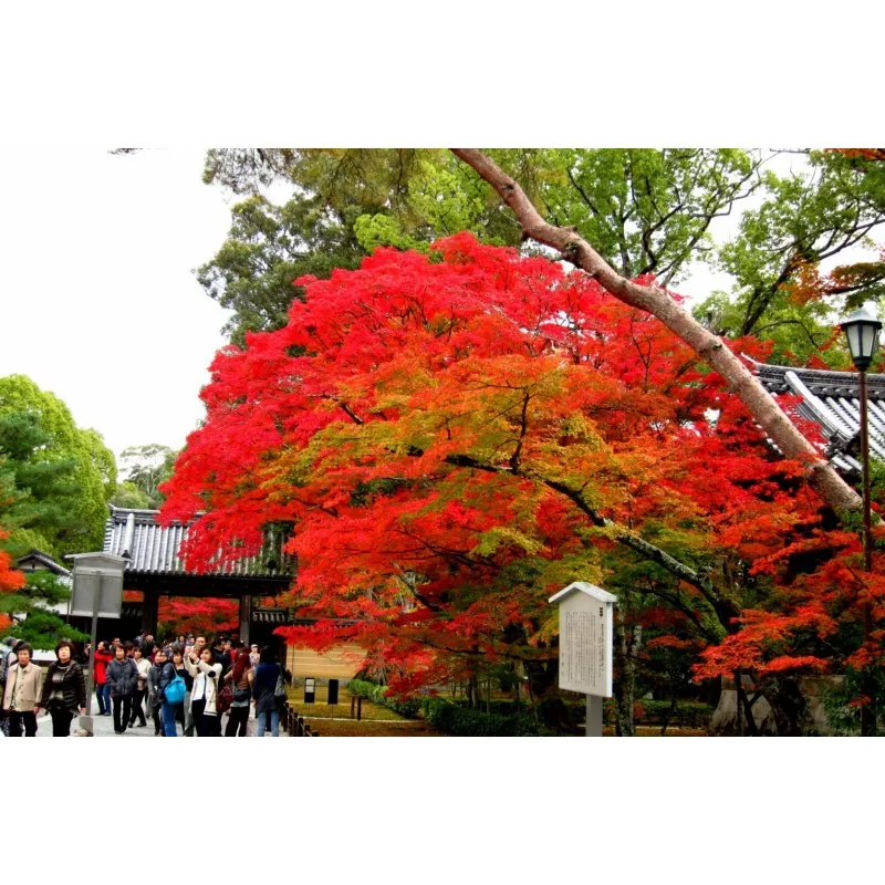 Japanese Red Maple Seeds (Acer palmatum)