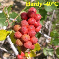 Sementes de Skunkbush Sumac (rhus trilobata) 1.9 - 1