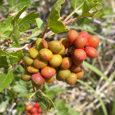 Price: €2.9 - Semi di RHUS TRILOBATA Frutta Esotica Sumac -