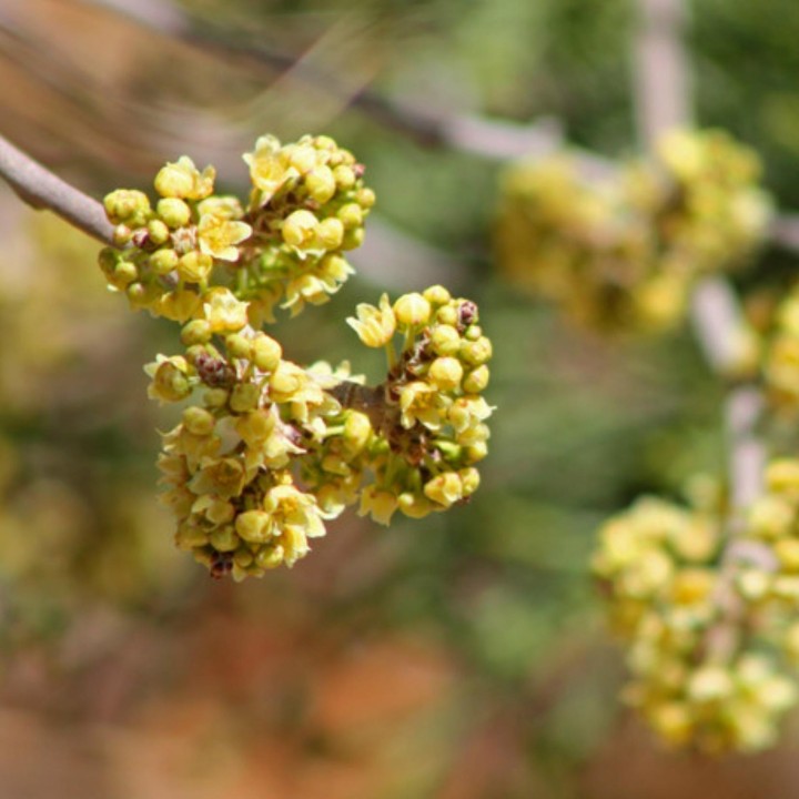 Skunkbush Sumac Seeds (rhus trilobata) - 340.139768