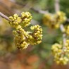 Price: €2.9 - Semi di RHUS TRILOBATA Frutta Esotica Sumac - 