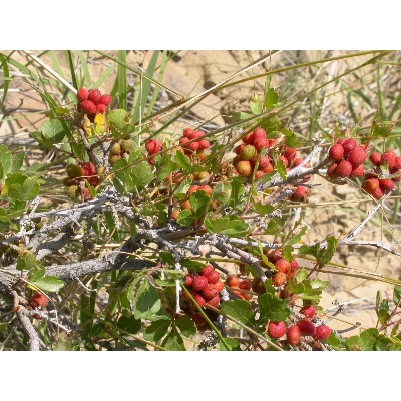 Price: €2.9 - Sementes de Skunkbush Sumac (rhus trilobata) - 