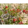 Price: €2.9 - Semillas Rhus trilobata Skunkbush Sumac, Indian Lemonade - 