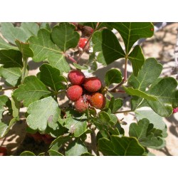 Σπόροι σουμάκι τρίλοβος εξωτικά φρούτα (Rhus trilobata) 1.9 - 7