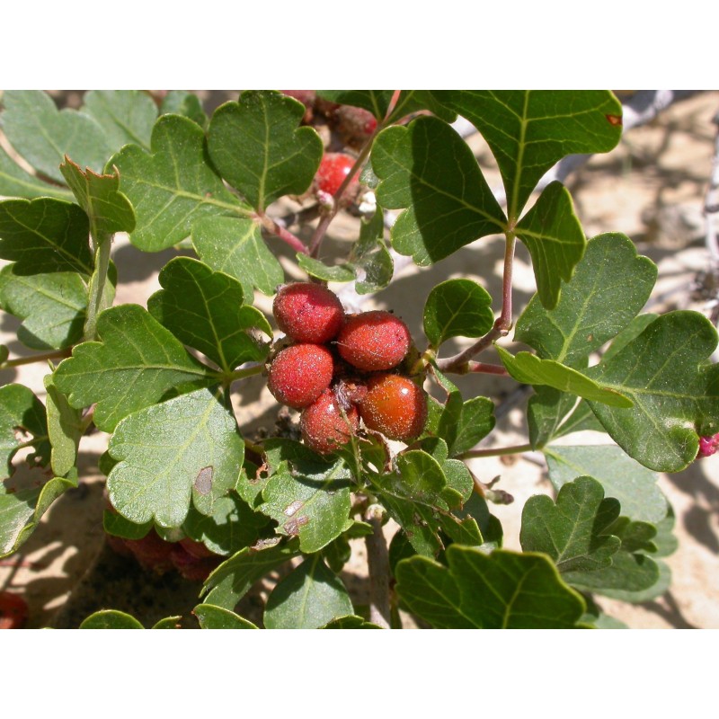 Price: €2.9 - Semillas Rhus trilobata Skunkbush Sumac, Indian Lemonade - 