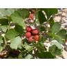 Price: €2.9 - Semi di RHUS TRILOBATA Frutta Esotica Sumac - 