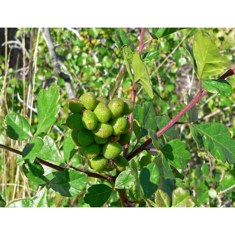 Price: €2.9 - Sementes de Skunkbush Sumac (rhus trilobata) - 