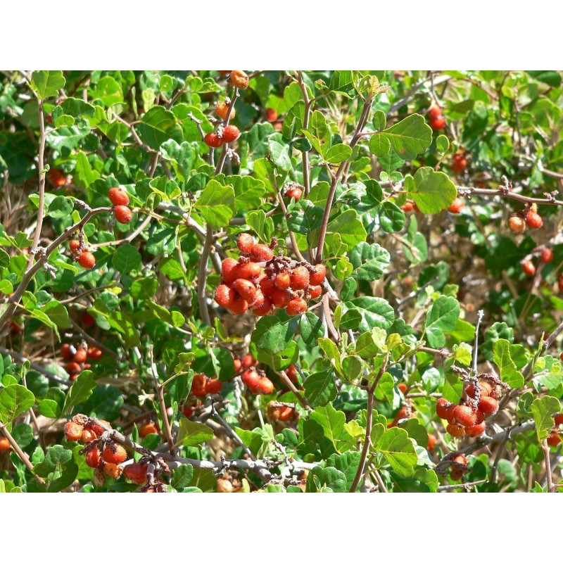 Price: €2.9 - Semi di RHUS TRILOBATA Frutta Esotica Sumac - 