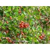 Price: €2.9 - Sementes de Skunkbush Sumac (rhus trilobata) - 