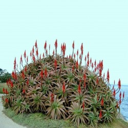 Sementes de Aloe do Natal (Aloe arborescens) 4 - 4