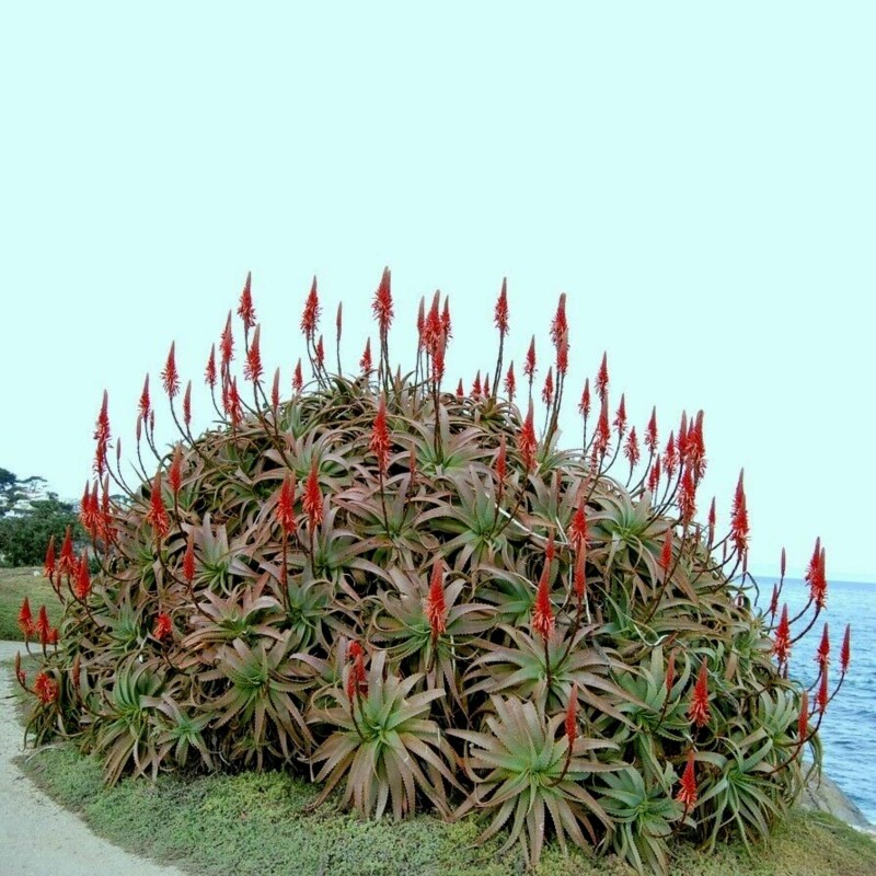 Semi di Aloe Arborescens