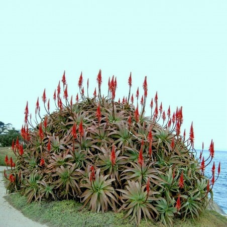 Price: €4 - Krantz Aloe, Candelabra Aloe Seeds (Aloe arborescens) -
