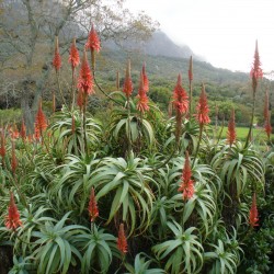 Aloe arborescens - Aloja Seme 4 - 1