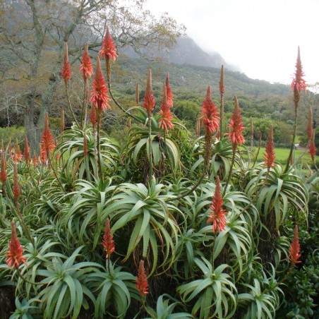Price: €4 - Krantz Aloe, Candelabra Aloe Seeds (Aloe arborescens) -