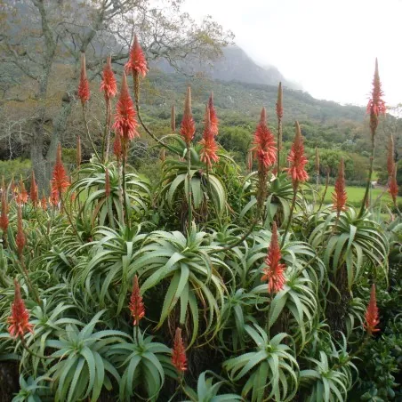 Krantz Aloe, Candelabra Aloe Seeds (Aloe arborescens)