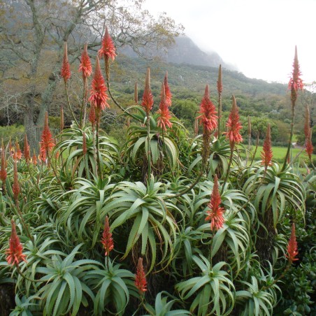 Semi di Aloe Arborescens
