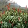 Semillas de Acíbar, Aloe Candelabro (Aloe arborescens)