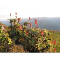 Aloe arborescens - Aloja Seme 4 - 2
