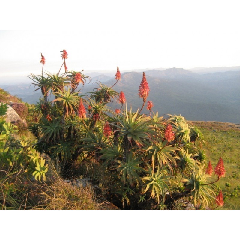 Price: €4 - Krantz Aloe, Candelabra Aloe Seeds (Aloe arborescens) - 