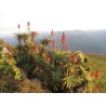 Semi di Aloe Arborescens
