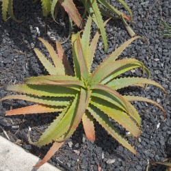 Krantz Aloe, Candelabra Aloe Seeds (Aloe arborescens) 4 - 3