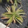 Semillas de Acíbar, Aloe Candelabro (Aloe arborescens)