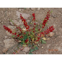 Jagodasti Spanjac Seme (Chenopodium foliosum) 1.55 - 3