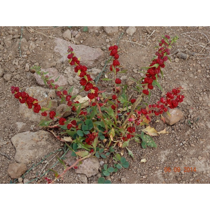 Leafy Goosefoot Seeds (Chenopodium foliosum) - 1.95