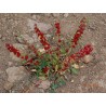 Price: €1.55 - Sementes de ESPINAFRE MORANGO - Seeds Gallery
