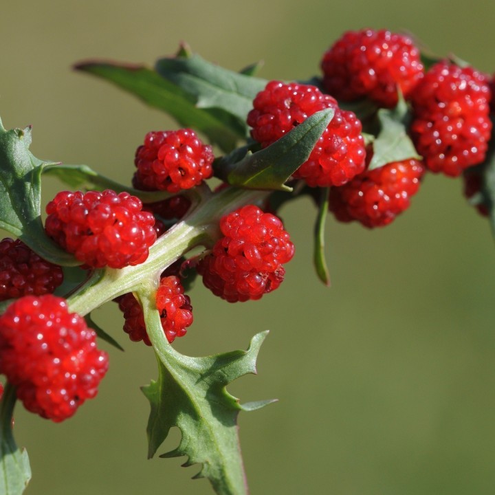 Leafy Goosefoot Seeds (Chenopodium foliosum) - 1.95