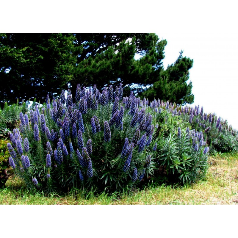 Price: €1.5 - Graines De Vipérine De Madère (Echium Fastuosum) - 