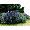 Price: €1.5 - Graines De Vipérine De Madère (Echium Fastuosum) - 