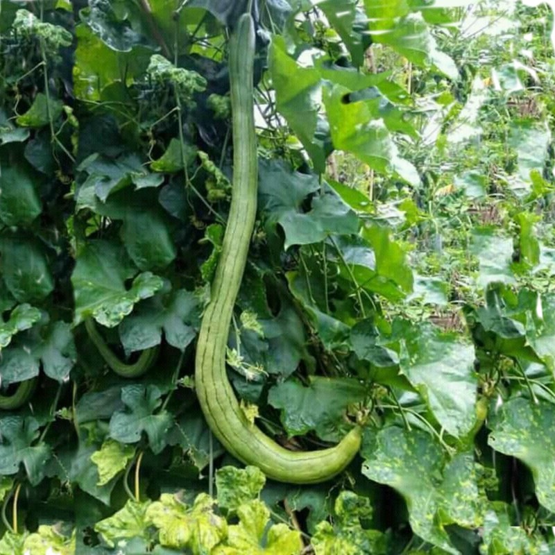 Graines de  Courge Eponge Géantes Longues (Luffa aegyptiaca) 🌳🌼🌸🌿🌱🍉