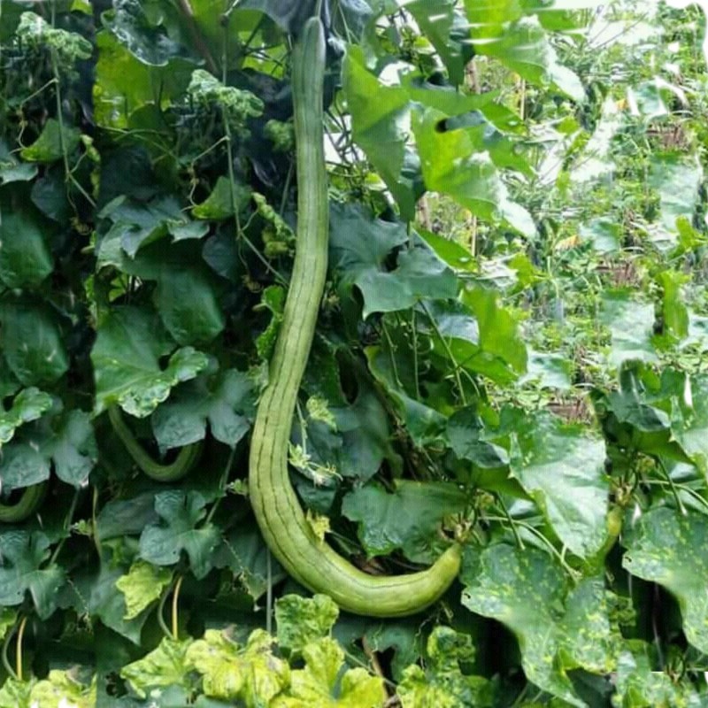 Sementes de Esponja Luffa Longa Gigante (Luffa aegyptiaca) 2.15 - 1