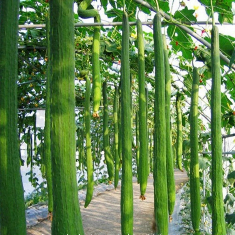 Sementes de Esponja Luffa Longa Gigante (Luffa aegyptiaca) 2.15 - 2