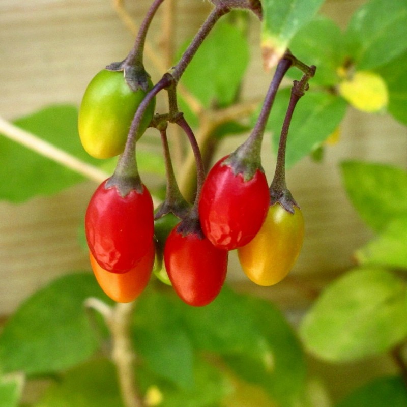 Bittersweet Seeds (Solanum dulcamara) 1.75 - 5