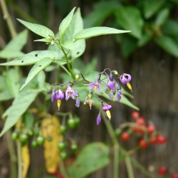 Bittersweet Seeds (Solanum dulcamara) 1.75 - 1