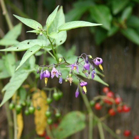 Price: €1.75 - Sementes de Bittersweet Nightshade -