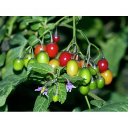 Bittersweet Seeds (Solanum dulcamara) 1.75 - 2