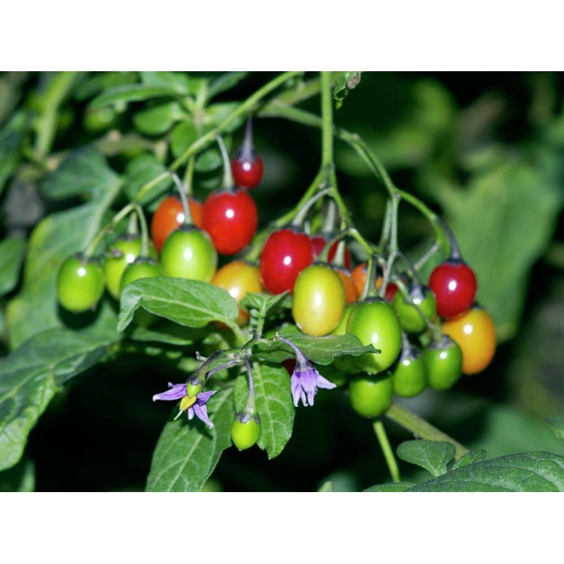 Price: €1.75 - Graines de Douce-amère ou Morelle douce-amère - 