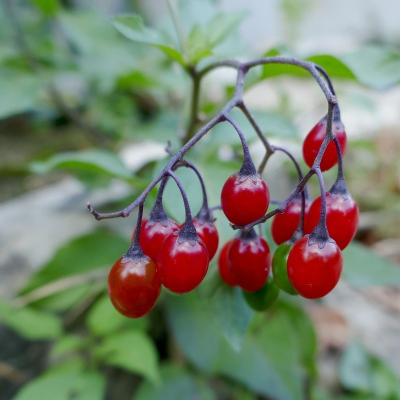 Price: €1.75 - Sementes de Bittersweet Nightshade - 
