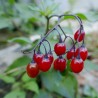 Price: €1.75 - Semi di Morella rampicante - 