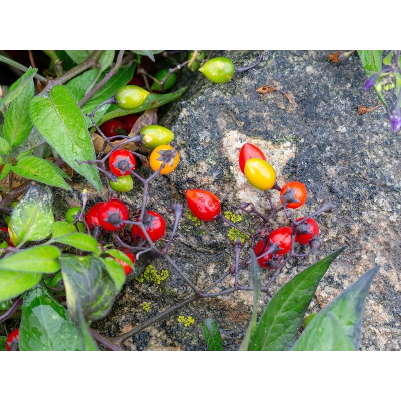 Price: €1.75 - Graines de Douce-amère ou Morelle douce-amère - 