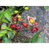 Price: €1.75 - Graines de Douce-amère ou Morelle douce-amère - 