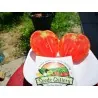 Tomato Seeds Oxheart - Bull's Heart