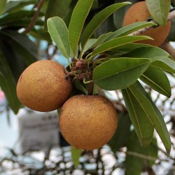 Sapote - Kaugummibaum Samen 2.85 - 3